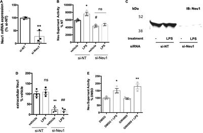 Neu1 Is Released From Activated Microglia, Stimulating Microglial Phagocytosis and Sensitizing Neurons to Glutamate